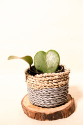Hoya kerrii